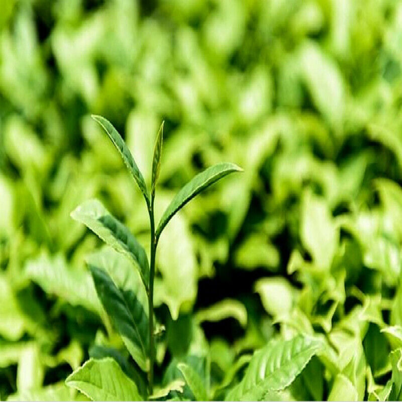 Top Grade Milk Oolong Tea Tie guan yin Tea Green Tea Jinxuan Tea Milk Tea Food