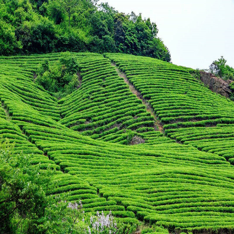 250g Famous Good Quality Dragon Well China Spring Longjing Green Tea for Health