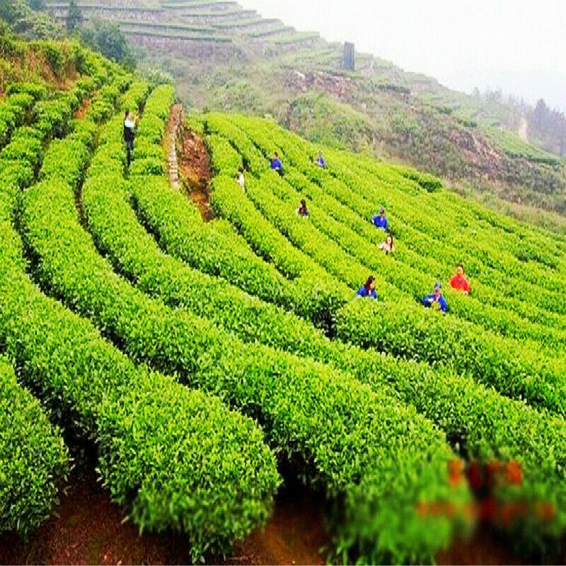 357g Pu'er Tea Cake China Yunnan Qizi Wild Mountain Tea Premium Black Puerh Cha