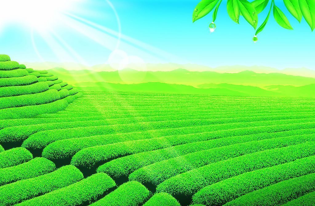 HelloYoungSuper Milk Oolong Tea Green Tea Green Food Chinese Milk Tea JinXuan Tea 50g Free Shipping