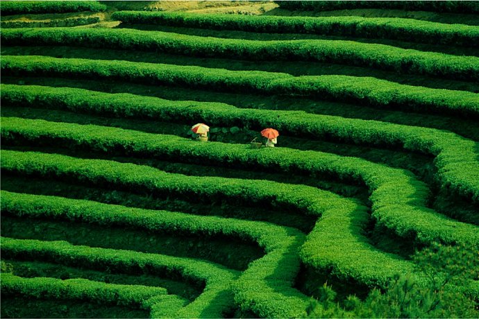 HelloYoung Laobangzhang Black TeaYunnan Cooked Pu-Erh Tea Cake Pu-Erh Tea Ancient Tree 357g