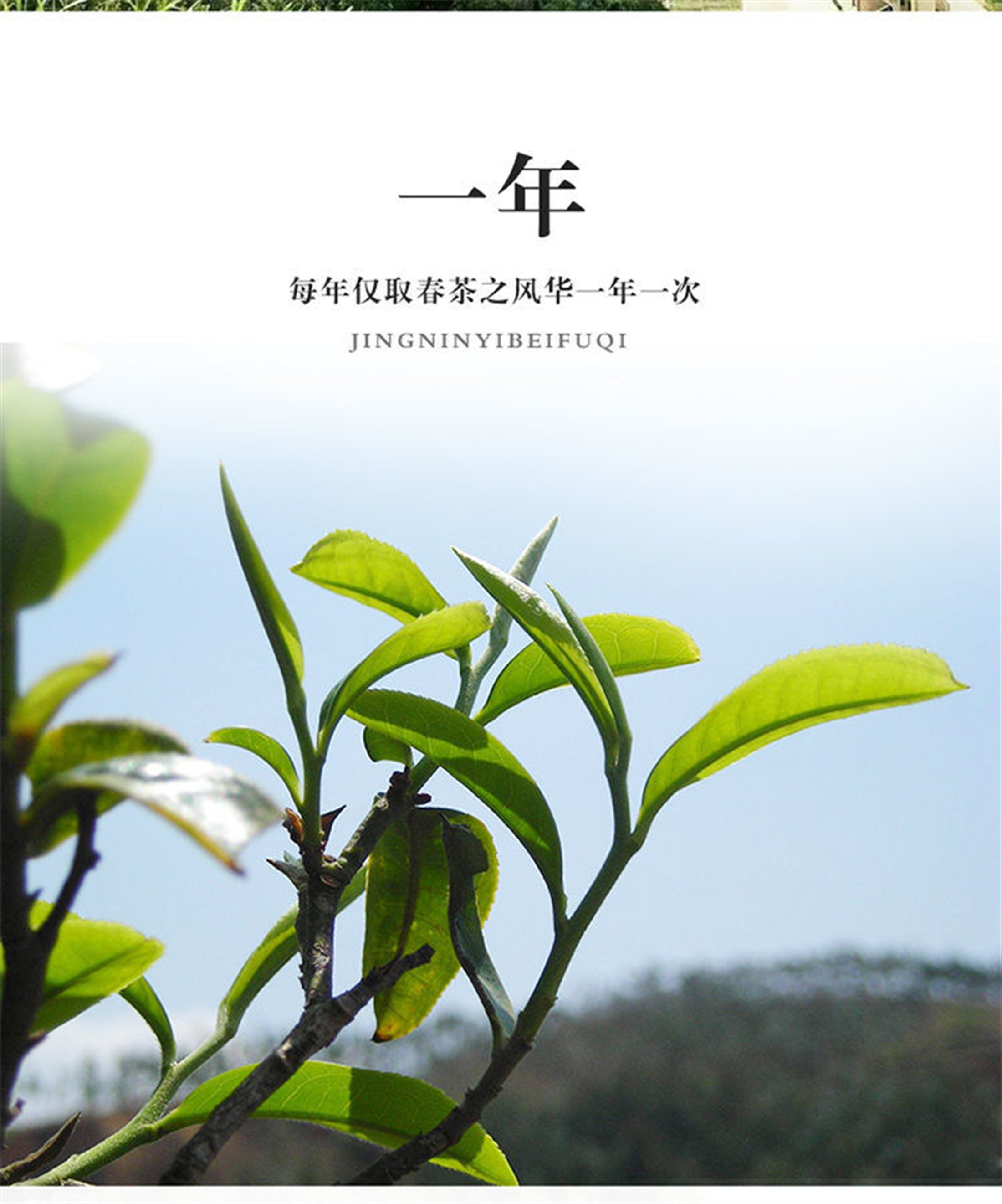 HelloYoung 125g Chaozhou Phoenix Dancong Feng Huang Oolong Chinese Tea Wu Dong DanCong