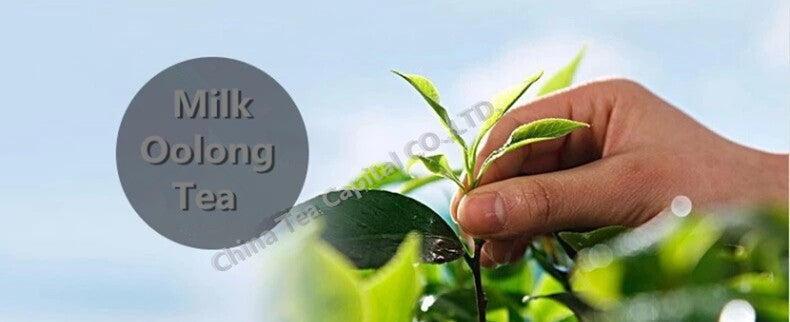 HelloYoung250g Chinese Taiwan Dongding Health Care High Mountains JinXuan Tea  Milk Oolong Tea