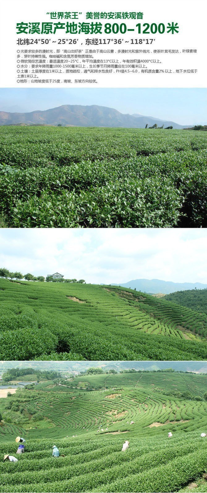 HelloYoung Anxi Tieguanyin Fresh Green Tikuanyin tea Natural Organic Health Oolong tea box