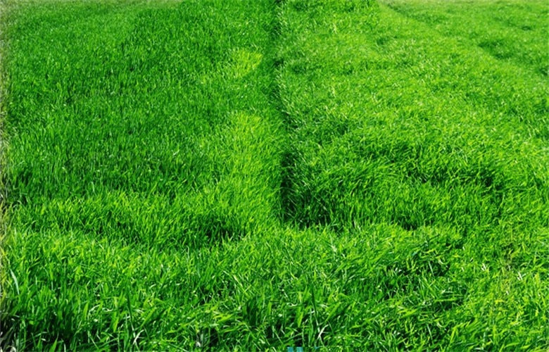 HelloYoung100g Top Grade 100% Purely Natural Organic Wheat Seedlings Grass Extract Powder