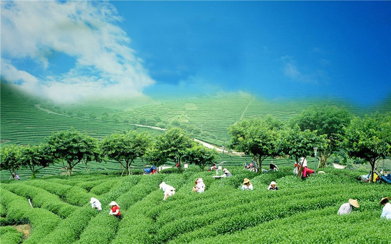 HelloYoungJasmine flowers green tea jasmine flurries chinese tea green jasmine flower 50g