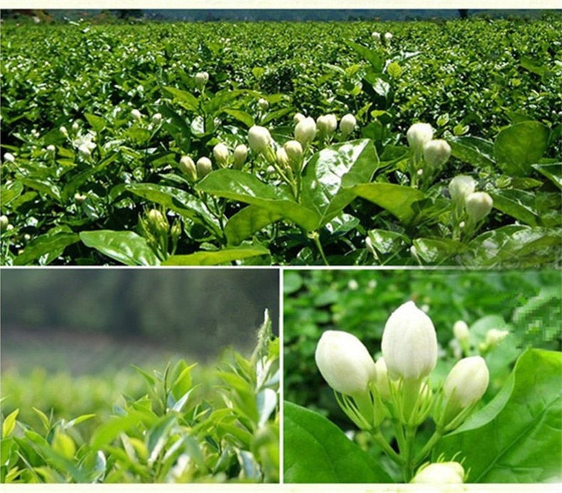 HelloYoungJasmine flowers green tea jasmine flurries chinese tea green jasmine flower 50g