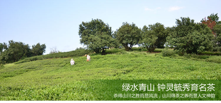 HelloYoungChinese Tea Longjing Tea Spring Green Tea West lake Longjing Tea 50g Long Jing tea
