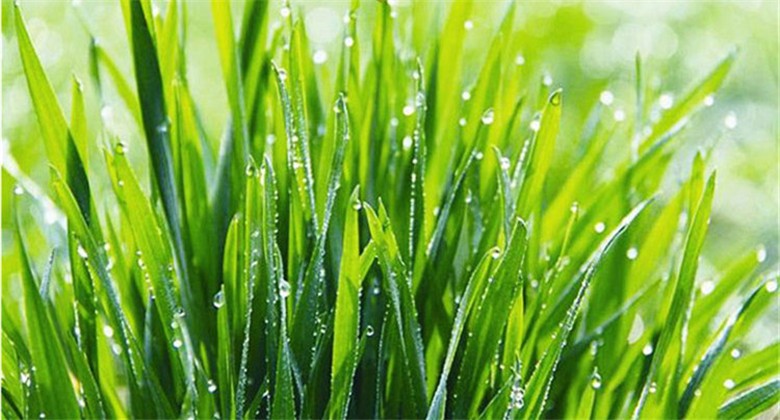HelloYoung100g Top Grade 100% Purely Natural Organic Wheat Seedlings Grass Extract Powder