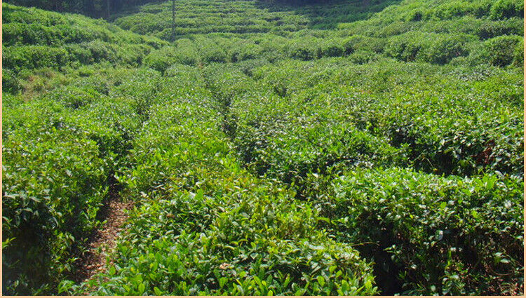 HelloYoung Supreme Organic Ming Qian Jun Shan Yin Zhen Junshan Silver Needle Yellow Tea 51g