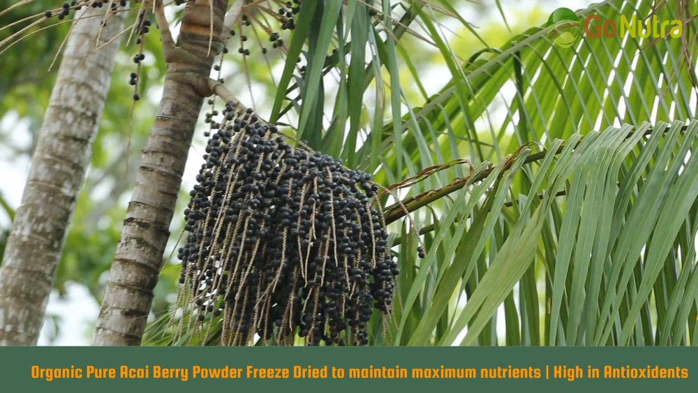Acai Berry Powder Organic Pure Freeze Dried Wholesale 1.1 lb 17.6 ounces