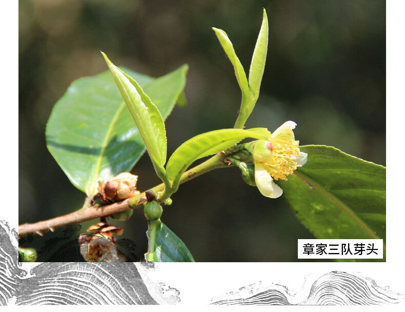 500g Bulang Famous Mountain Aged Tree Tea  Haiwan Zhang Jia San Dui Puer Raw Tea