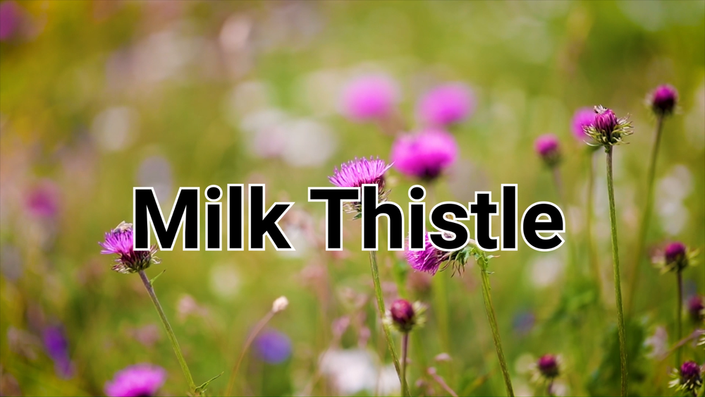 Milk Thistle Seed Powder 1.1lb Silybum Marianum