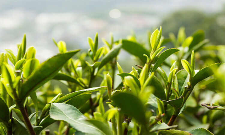 HelloYoung Ming Qian Xihu LongJing Tea 125g Spring Fresh Dragon Well Long Jing Green Tea