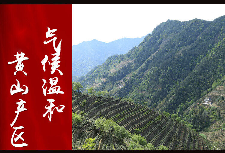 Monkey King High Moutain Taiping Houkui Green Tea Anhui Tai Ping Hou Kui Tea