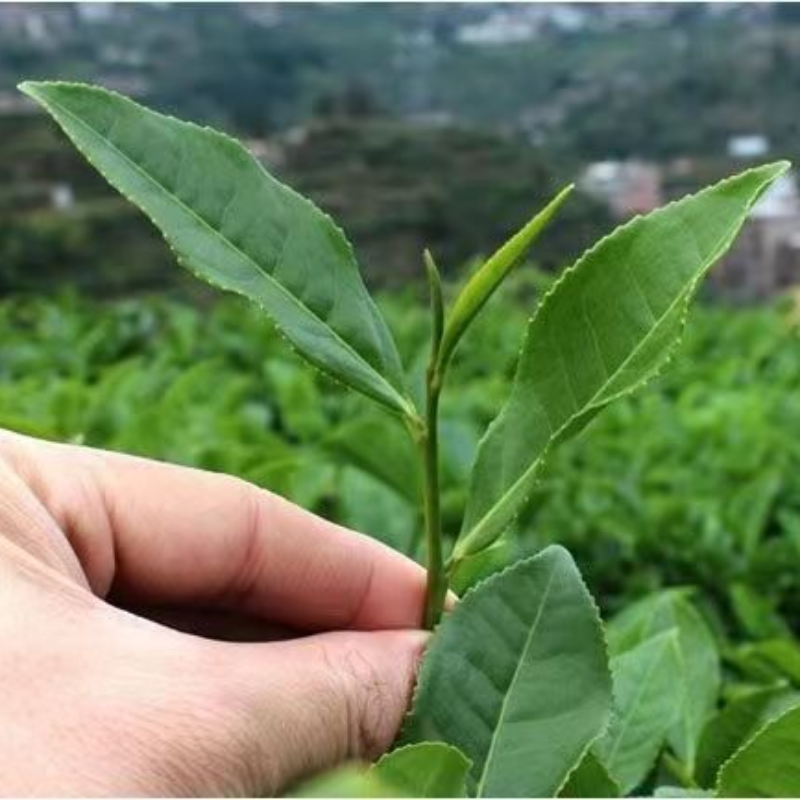 500g Authentic Anxi Tieguanyin Oolong Green Tea Cost-Effective Tie Guan Yin Tea