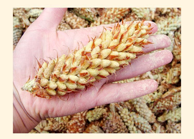 99% Cracked Cell Wall Herbal Extract Yunnan Shell-broken Pine Pollen Tablet 100g