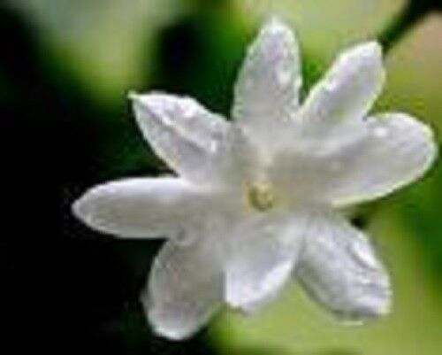 WHOLE JASMINE BUDS PREMIUM HARVEST HERBAL TEA 100g Jasminum officinal Dried Herb