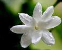 WHOLE JASMINE BUDS PREMIUM HARVEST HERBAL TEA 100g Jasminum officinal Dried Herb