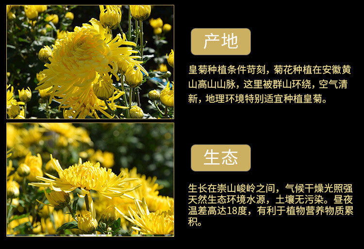 20g Huangshan Golden Silk Chrysanthemum Blossom Tea Chinese Chrysanthemum Tea