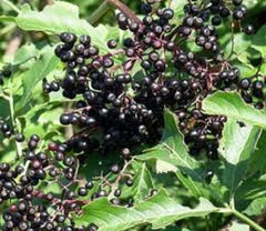 Elderberry Organic Herbal Tea 150g Elderberry Fruit Powder