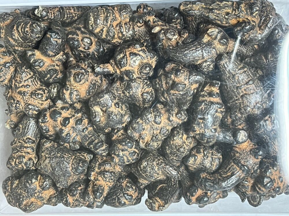 Black Radix Pseudoginseng 黑田七頭500g , good quality and price