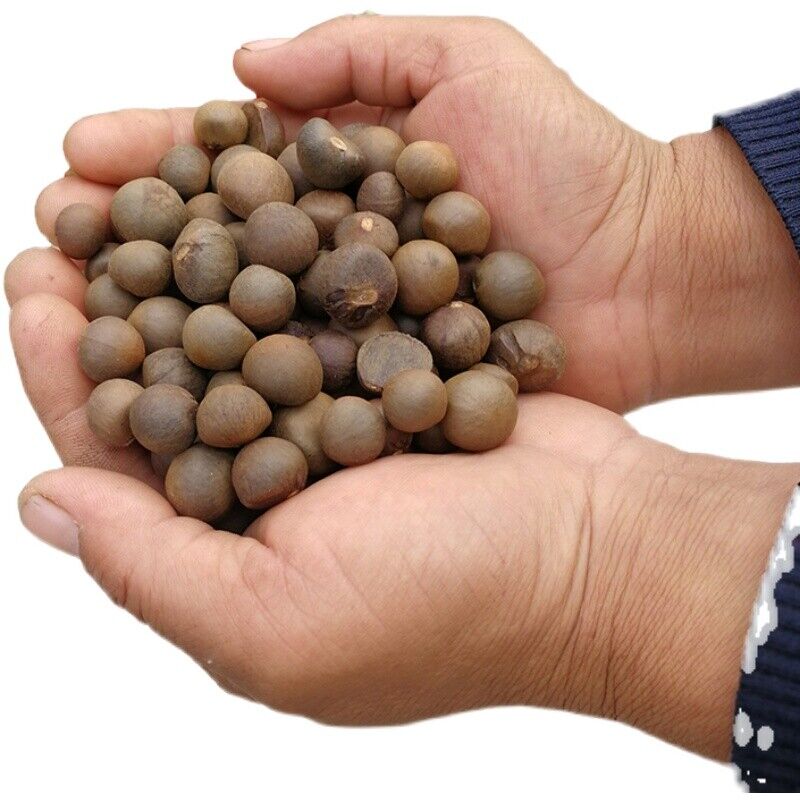 500g Xinyang Maojian Tea Seeds Camellia Sinensis Seed For Planting