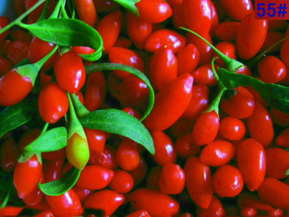 USDA CERTIFIED ORGANIC GOJI BERRY AAA++, 1 LB FROM QINGHAI WOLFBERRY