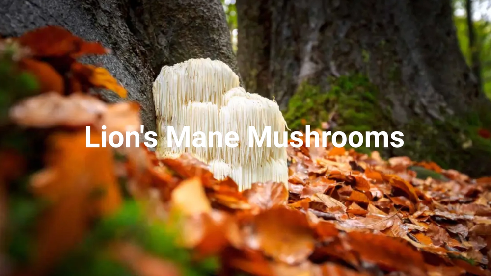 Lion's Mane Mushroom Powder Pure Extract 8.8oz