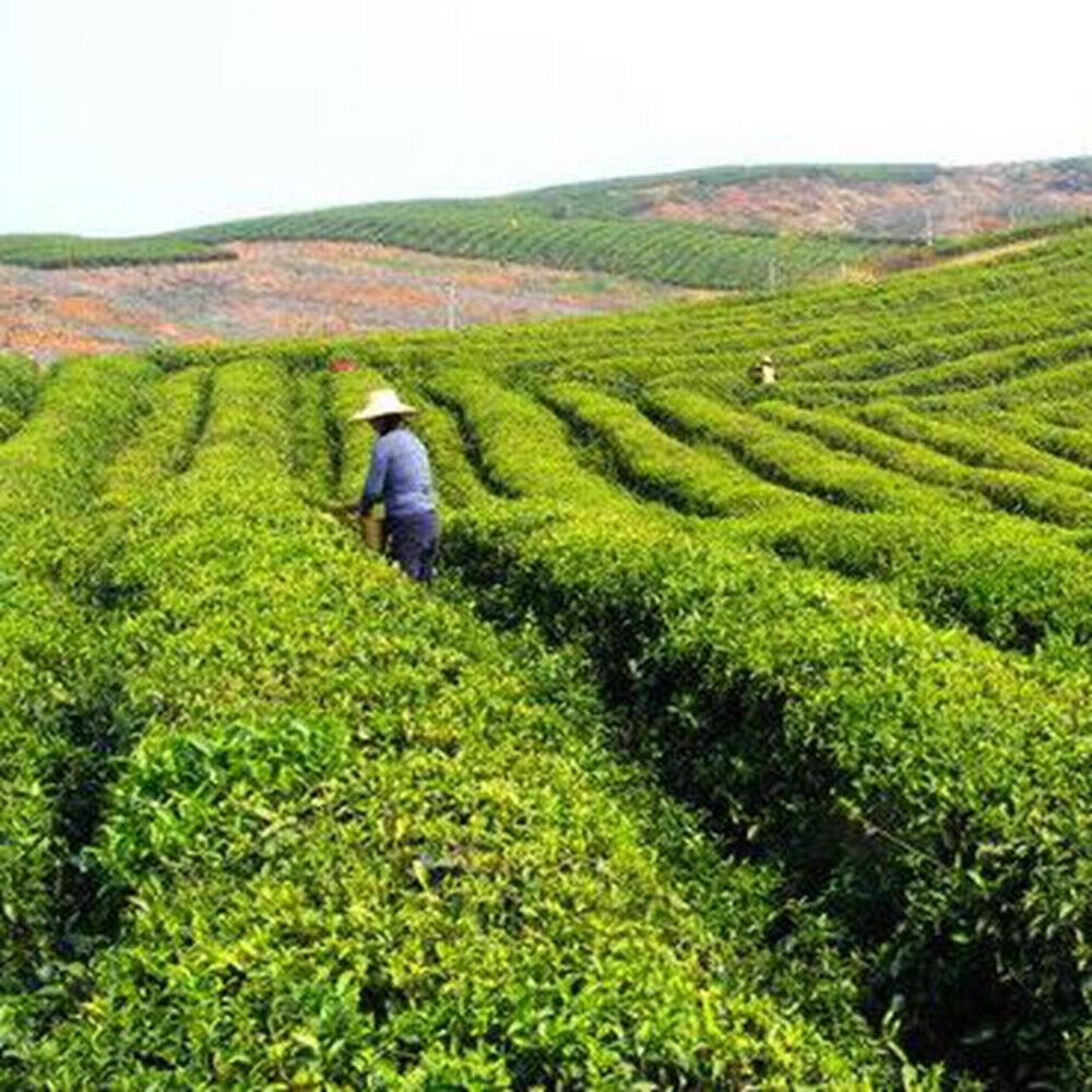Premium Organic Jasmine Dragon Ball Green Tea Pure Chinese Leaf Loose 200g/7oz