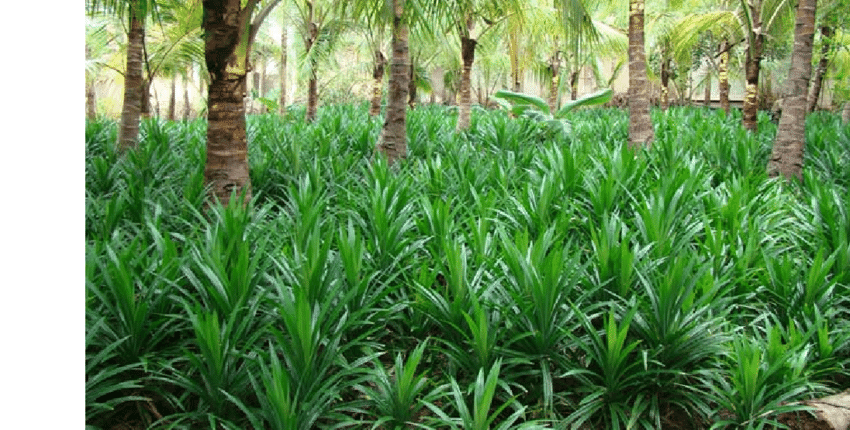 Natürliche Getrocknete Pandanblätter –Aromatisch,Perfekt für Asiatische Gerichte