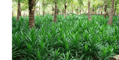 Natürliche Getrocknete Pandanblätter –Aromatisch,Perfekt für Asiatische Gerichte