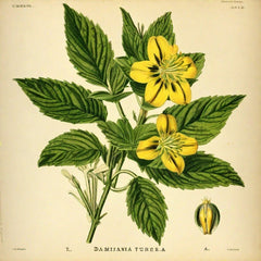 Damiana Leaf Dried Cut Turnera Diffusa 100% Pure Damiana Herb Herbalism 1.7 oz