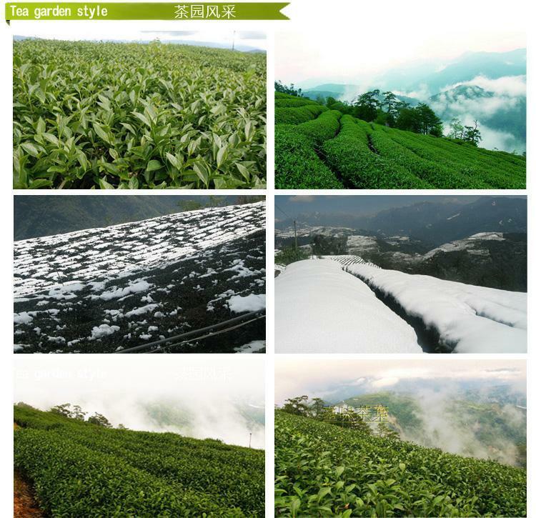HelloYoung Organic Premium Taiwan High Mountain Dong Ding DongDing Tung Ting Oolong Tea