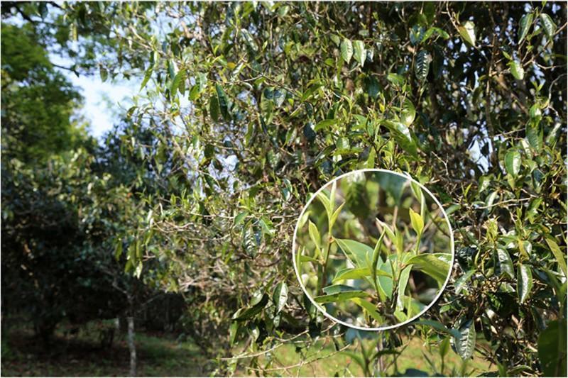 Yunnan Pu'er Tea Orange Puer Cooked Tea Tangerine Peel Packaging Puerh 250g