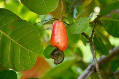 Cashew fruit powder 17.6oz 1.1lb  vitC anti-bacteria aid stomach ulcer gastritis