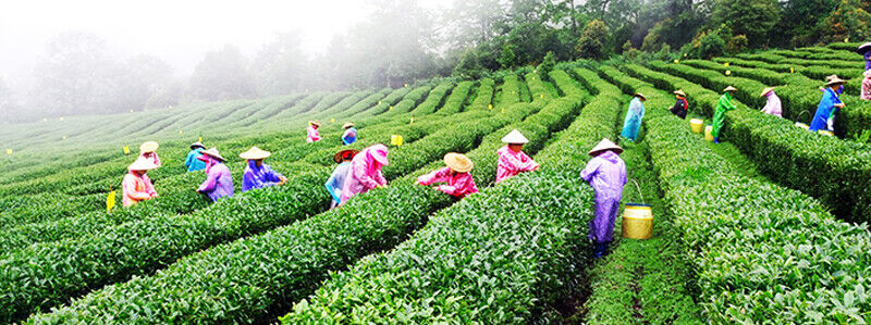 HelloYoung YUNNAN Jibian High Mountain Tea "Spring Rain" Fresh Oolong Tea 256g Box