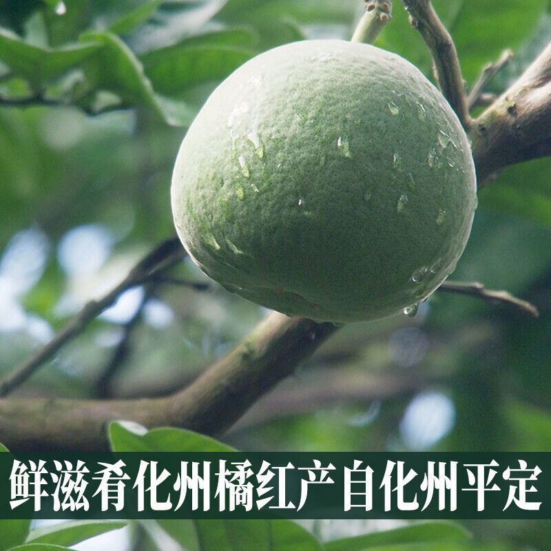 100g Orange-red Aging Slices Chinese Hua Zhou Ju Hong Huazhou