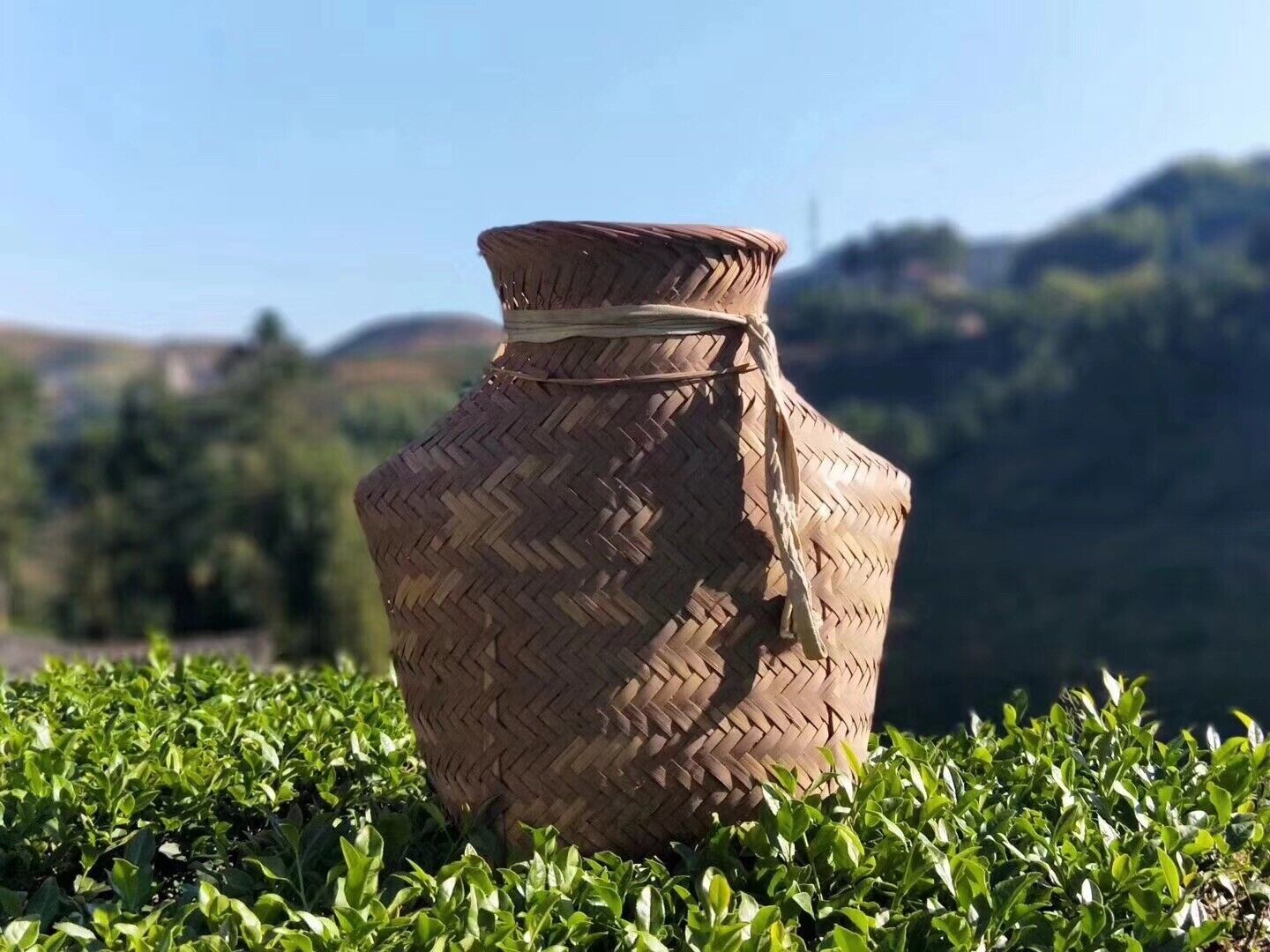 HelloYoung Anxi Black Dragon Roasted Oolong Tea Loose Leaf with Toasted Flavor AAAA