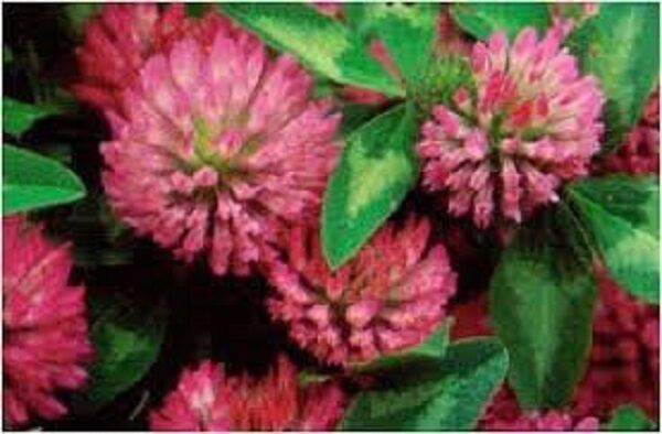 RED CLOVER PREMIUM HARVEST HERBAL TEA 500g Trifolium pratense Dried Herb Flowers