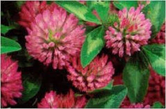 RED CLOVER PREMIUM HARVEST HERBAL TEA 500g Trifolium pratense Dried Herb Flowers