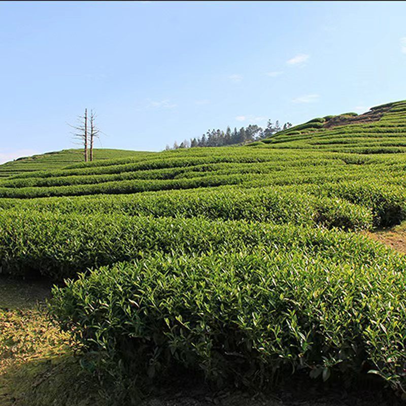 250g Taiwan Oolong Tea Carbon Baked Black Oolong Tea Chinese Black Tea Benefits