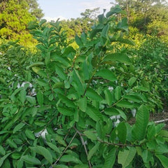 100% Pure Raw Guava Leaves Herbal Tea - Weight Loss & Fat Burner - Skin Care
