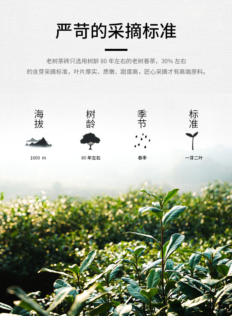 Haiwan Tea  Menghai Old Tree Tea Brick Ripe Pu-erh Pu Er Tea 500g Box