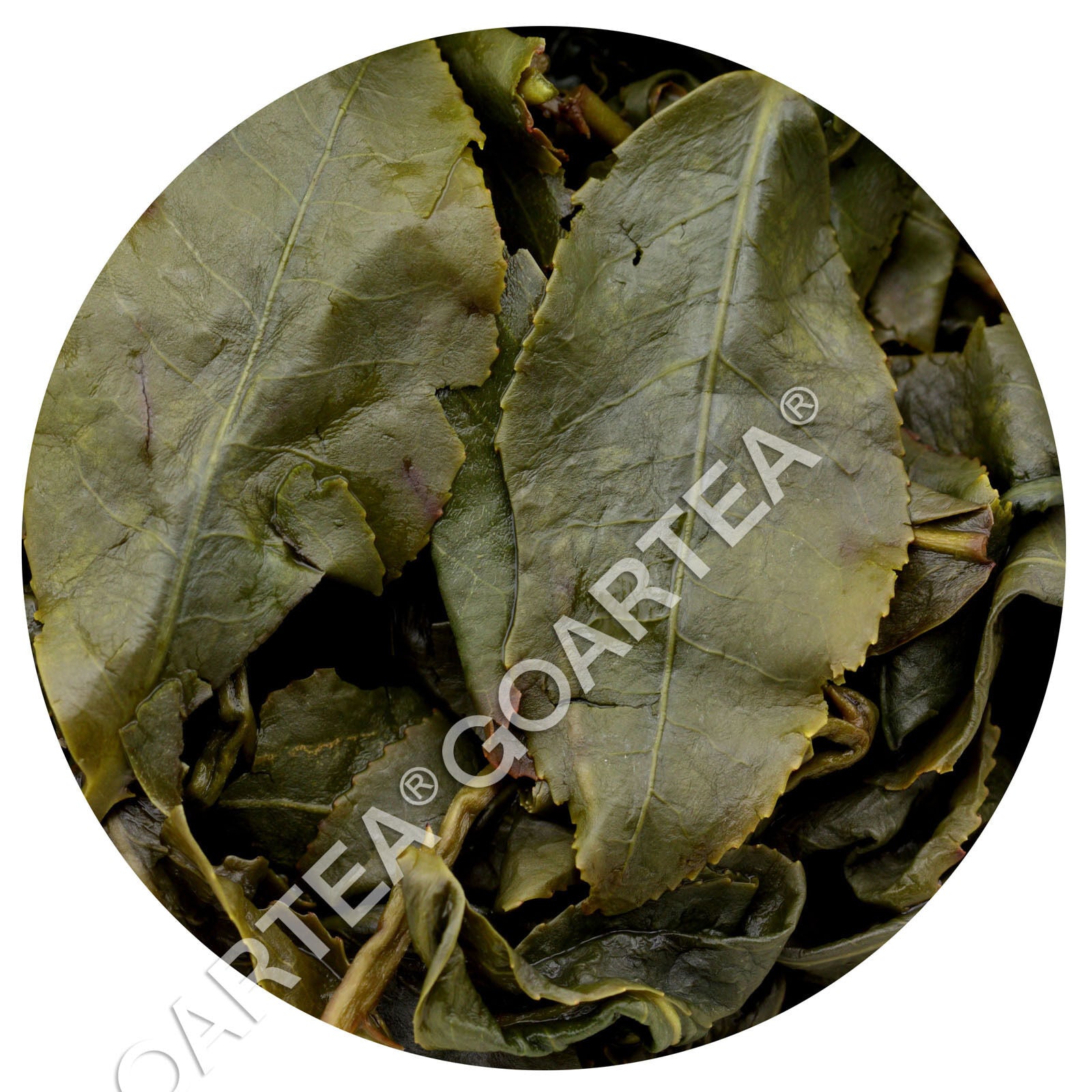HelloYoung HELLOYOUNG Premium Taiwan Dongding Oolong Tea High Mountain Tung-ting Green
