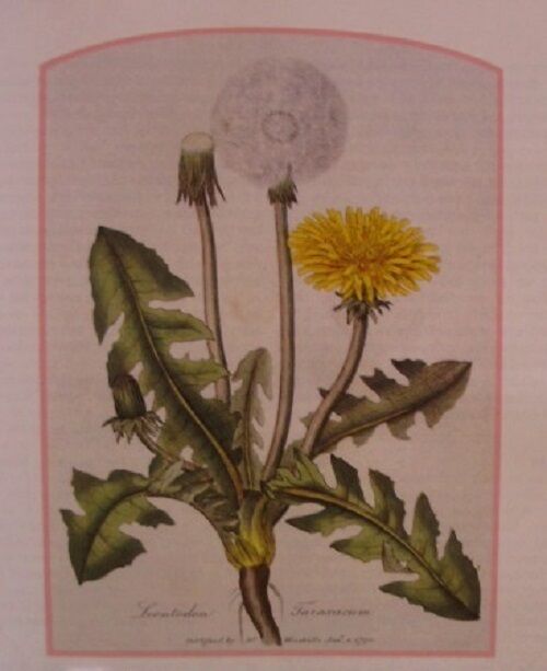 DANDELION LEAF ORGANIC HERBAL TEA 100g Taraxacum officinalis dried herb