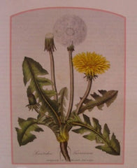 DANDELION LEAF ORGANIC HERBAL TEA 100g Taraxacum officinalis dried herb