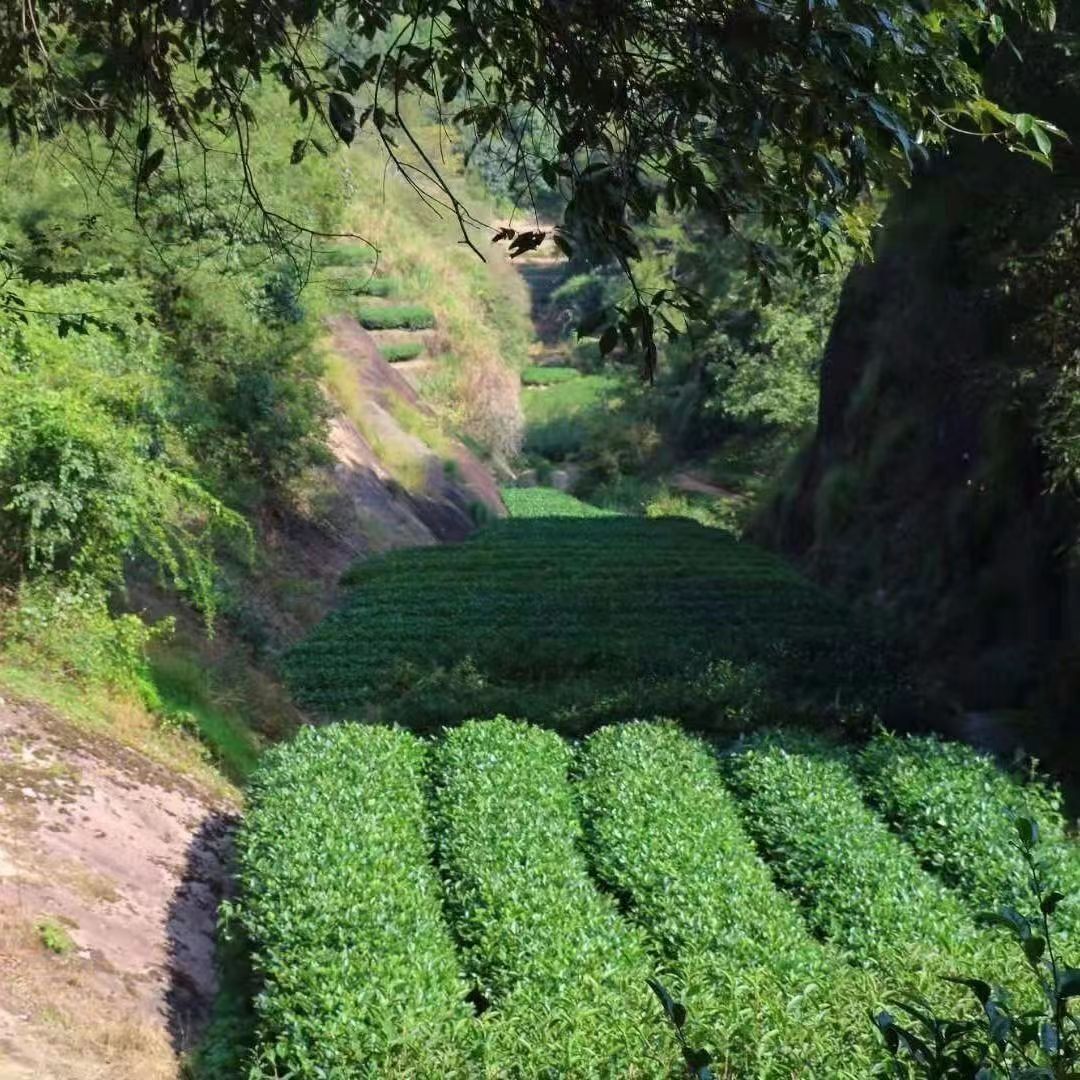500g Zhengyan Rougui Rock Tea Chinese Wuyi Black Tea Organic Oolong Tea Benefits