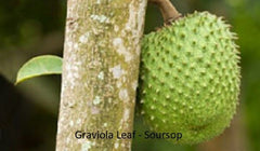 GRAVIOLA LEAF 100g Wild Harvest Soursop Custard Apple Annona muricata