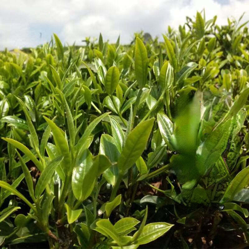 300g Chinese Green Tea Huilong Green Tea Benefits Organic Green Tea Loose Leaf